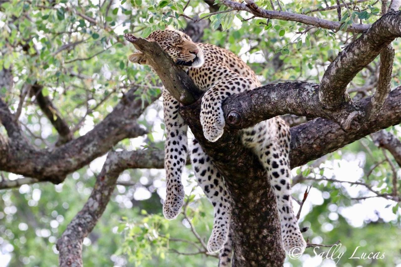 Pungwe Safari Camp * Manyeleti Game Reserve