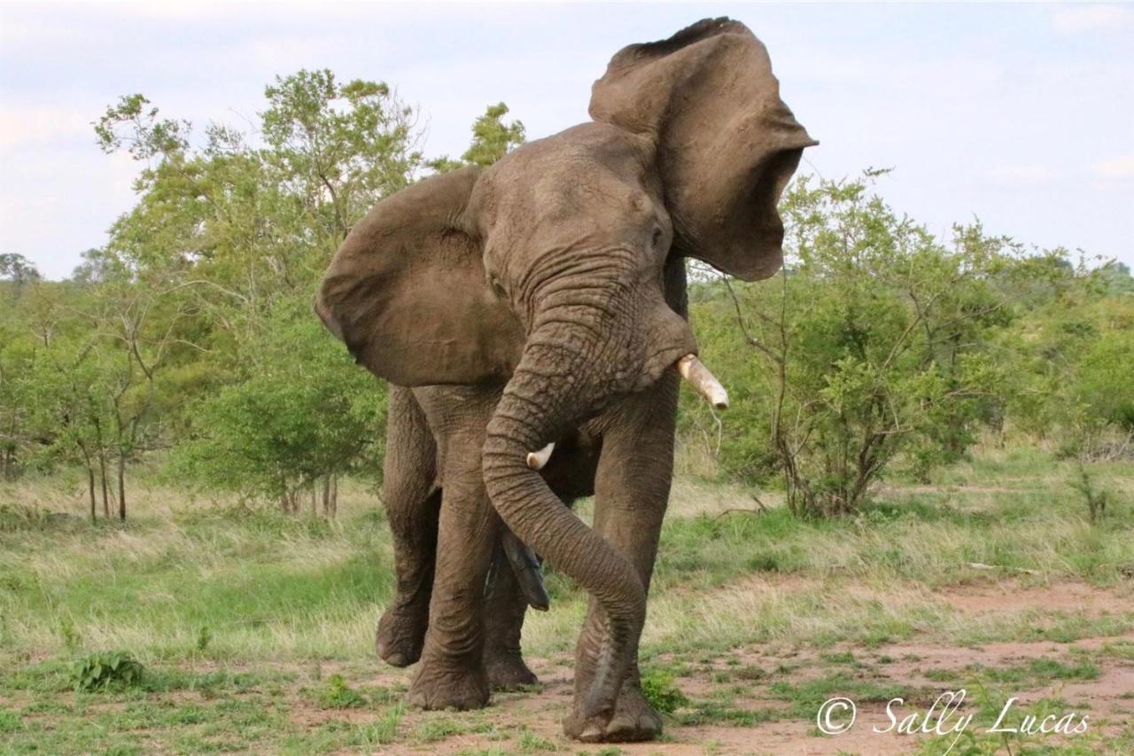 Pungwe Safari Camp * Manyeleti Game Reserve