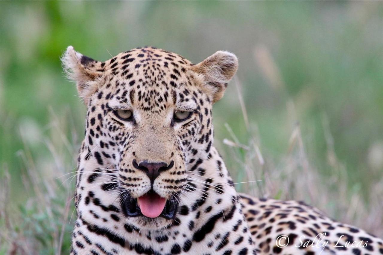 Pungwe Safari Camp * Manyeleti Game Reserve