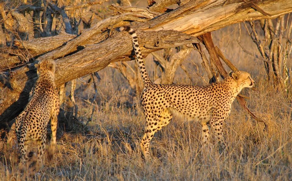 Pungwe Safari Camp Lodge