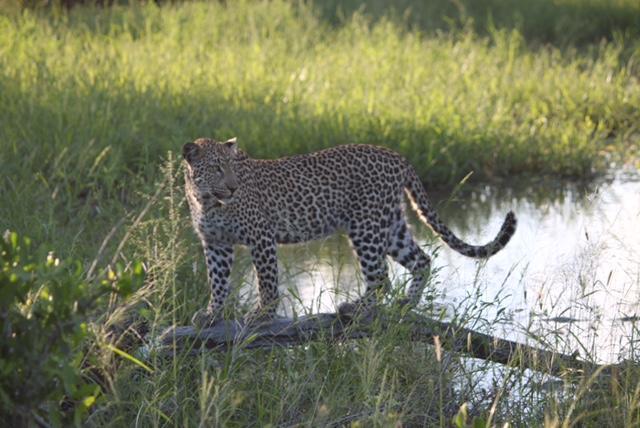 Pungwe Safari Camp